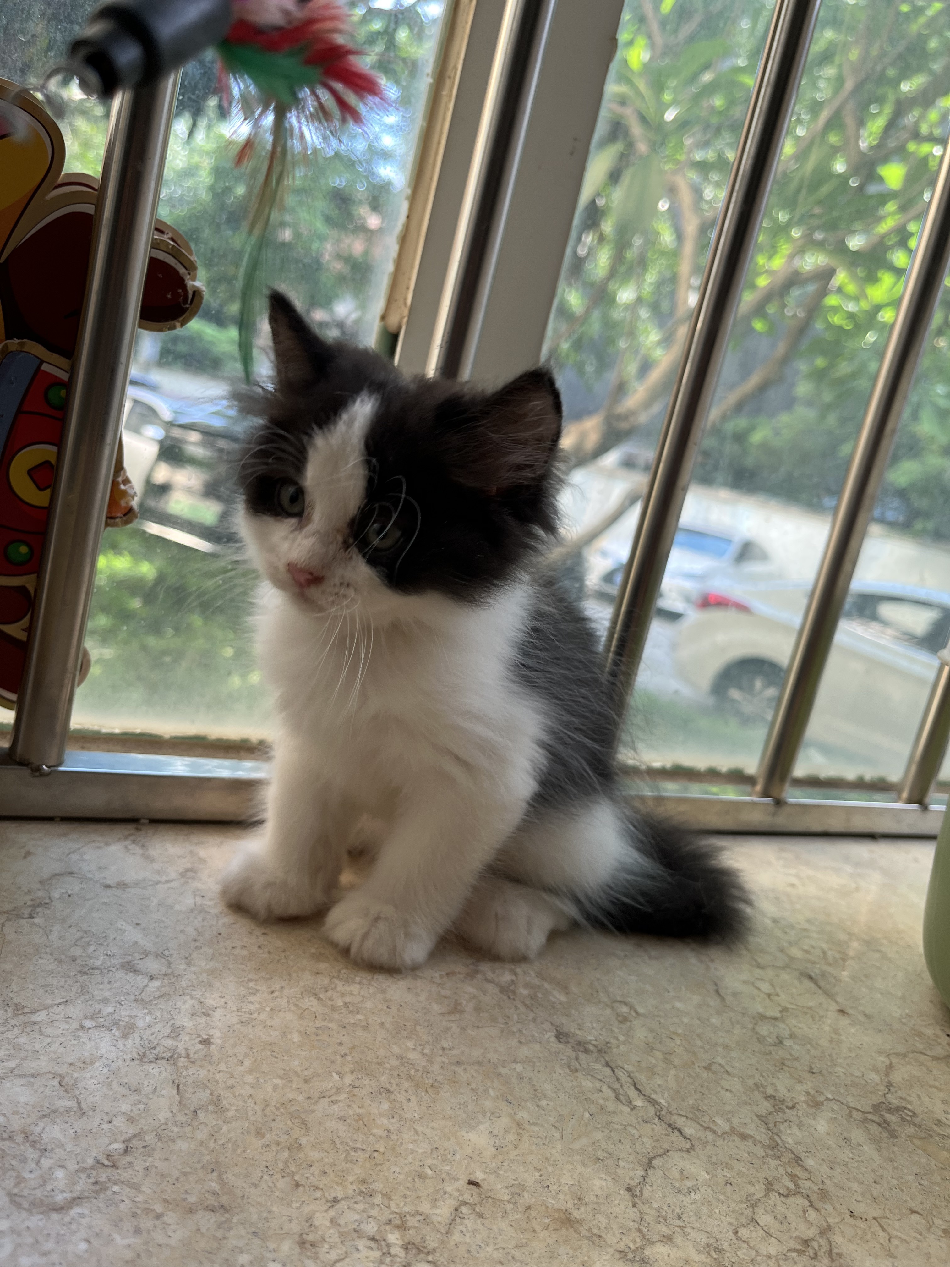 长毛五粉奶牛猫
